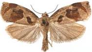 : : : : : Archips crataegana.jpg