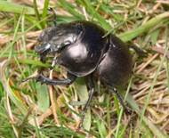 : : : : :     (Lethrus apterus Laxm.)