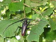 : : : : : Cerambyx cerdo cerdo Linnaeus, 1758