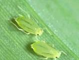 : : : : : Schizaphis-graminum4_1