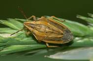 : : : : : Aelia-acuminata6_1