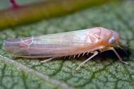 : : : : :    Edwardsiana rosae L. 