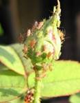 : : : : :    Macrosiphum rosae L. 