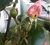 : : : : : 300px-Rosa_rugosa_L88