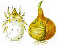 : : : : :    Rhizoglyphus echinopus R. et. F.