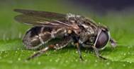 : : : : :    Eumerus strigatus Fall.