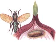 : : : : :    Eumerus strigatus Fall.