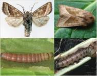 : : : : :    Hydraecia micacea Esp.