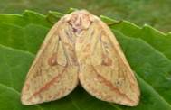 : : : : :    Hepialus humuli L. 
