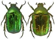 : : : : :    Cetonia aurata L.  