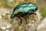 : : : : : Cetonia-aurata.jpg