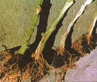: : https://superagronom.com/uploads/all/cb/f8/17/cbf817a739e7f7635c9f6d25678c6636.jpg