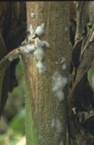 : :  ,   - Sclerotinia sclerotiorum (Lib.) de Bary.