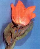 : : : : : : http://flower.onego.ru/lukov/enc_3934.jpg