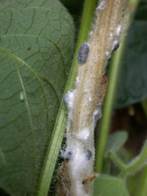 : : : : : : Sclerotinia sclerotiorum