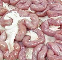 organs-fresh-pork-white-background-all-one-bunch-pig-intestines-41520222
