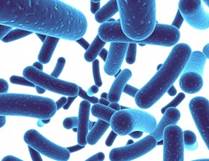 : :    lactobacillus acidophilus