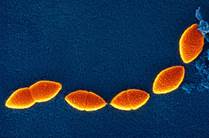 : Streptococcus pluton.