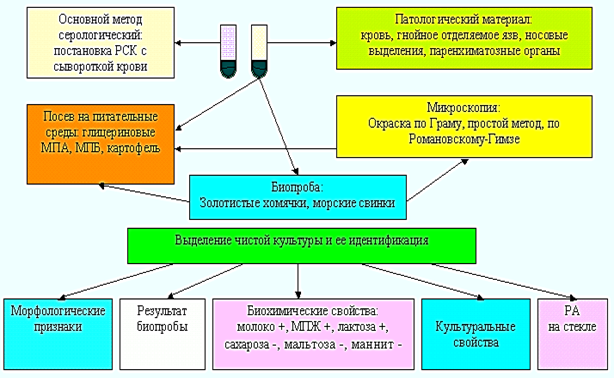 http://nsau.edu.ru/images/vetfac/images/ebooks/microbiology/stu/micro/pict/sap3.gif
