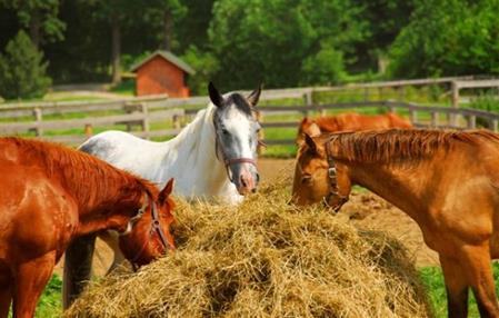 http://askmax.countrymax.com/cmsAdmin/uploads/3253851_Horses-Eating-Straw-(Small).jpg