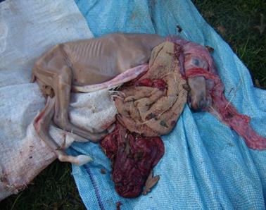 http://bheh-co-za.win27.wadns.net/wp-content/uploads/2012/08/Abortion.jpg