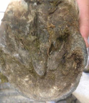 Nail Embedded in a Horse's Foot