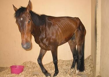 What Causes Equine Grass Sickness?