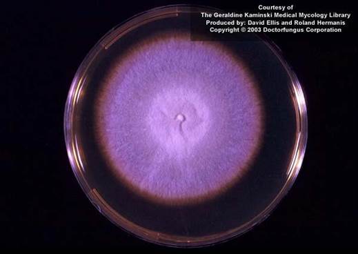 Trichophyton equimum colony morphology