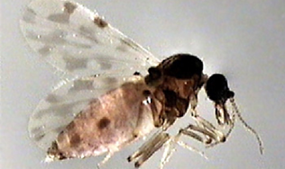 Imagen del vector del virus, Culicoides imicola