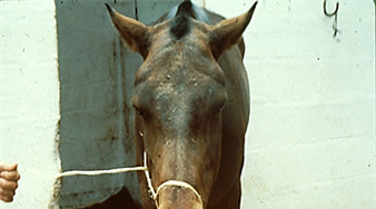 Horse infected with African Horse Sickness