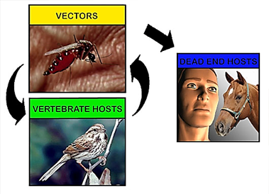 http://drugline.org/img/term/eastern-equine-encephalitis-4833_3.jpg