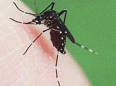 http://www.omicsgroup.org/articles-admin/disease-images/eastern-equine-encephalitis-43189.jpg