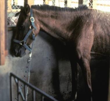 1 equine encephalomiyolitis