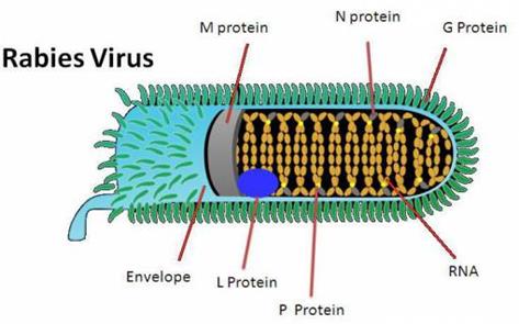 http://klinikhewanmakassar.com/wp-content/uploads/2016/09/rabies-virus.jpg