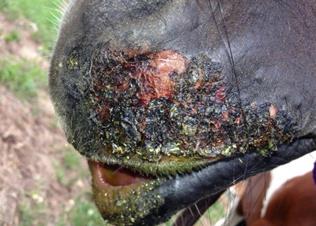      "vesicular stomatitis in horses"
