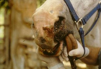      "vesicular stomatitis in horses"