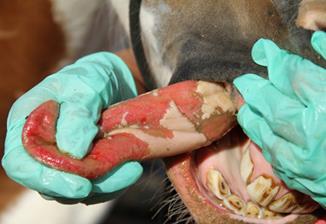      "vesicular stomatitis in horses"