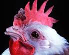 : : : : : : : : : : : Scab-like lesion, fowlpox, laying hen