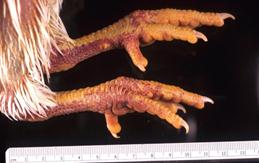 : : : : : : : : : : Avian influenza, hemorrhagic skin of feet, chicken