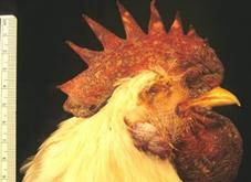 : : : : : : : : : : Avian influenza, hemorrhagic skin of head, chicken