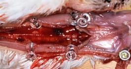 : : : : : : : : : : Infectious laryngotracheitis, chicken