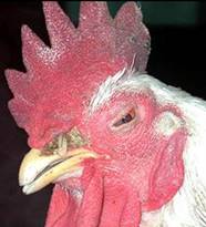 : : : : : : : : : : : : : : : Mycoplasma gallisepticum, chicken